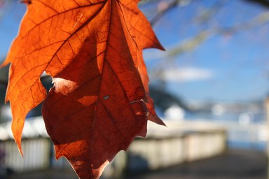  On closer inspection - Auckland is beautiful